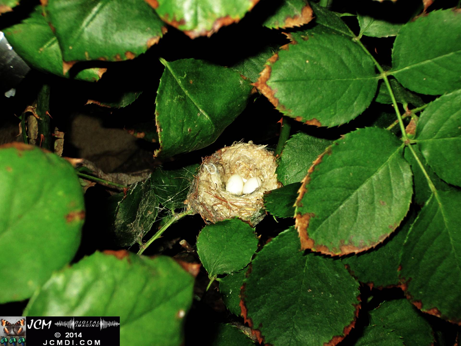 Allen's Hummingbird Nest with eggs